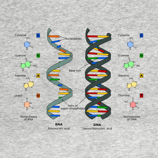 DNA Theory by MomoTEE